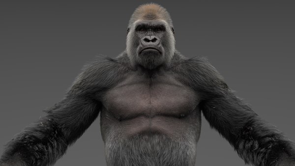 Gorilla Fur Objects 3d Model - Turbosquid 1695616