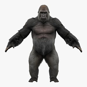 Gorilla