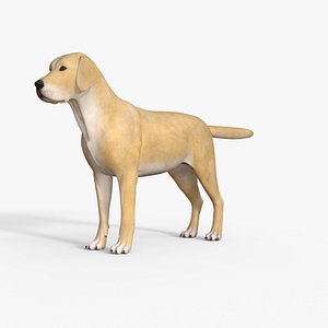 3D Realistic Yellow Dog Rigged