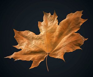 Autumn maple leaf, High polly, #1