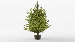 Norway spruce 3D Model