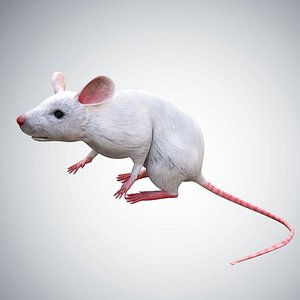 Realistic High Detailed Rigged Low Poly White Rat