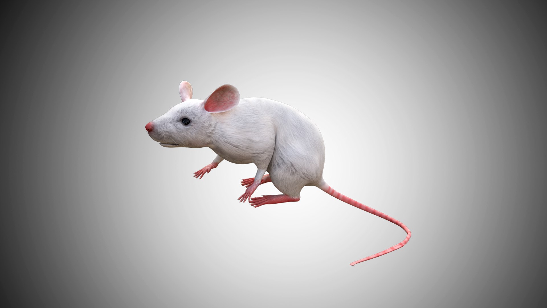 3D Rigged Realistic - TurboSquid 1659272