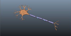 neuron cell 3D