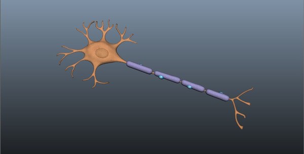 神經元3d模型