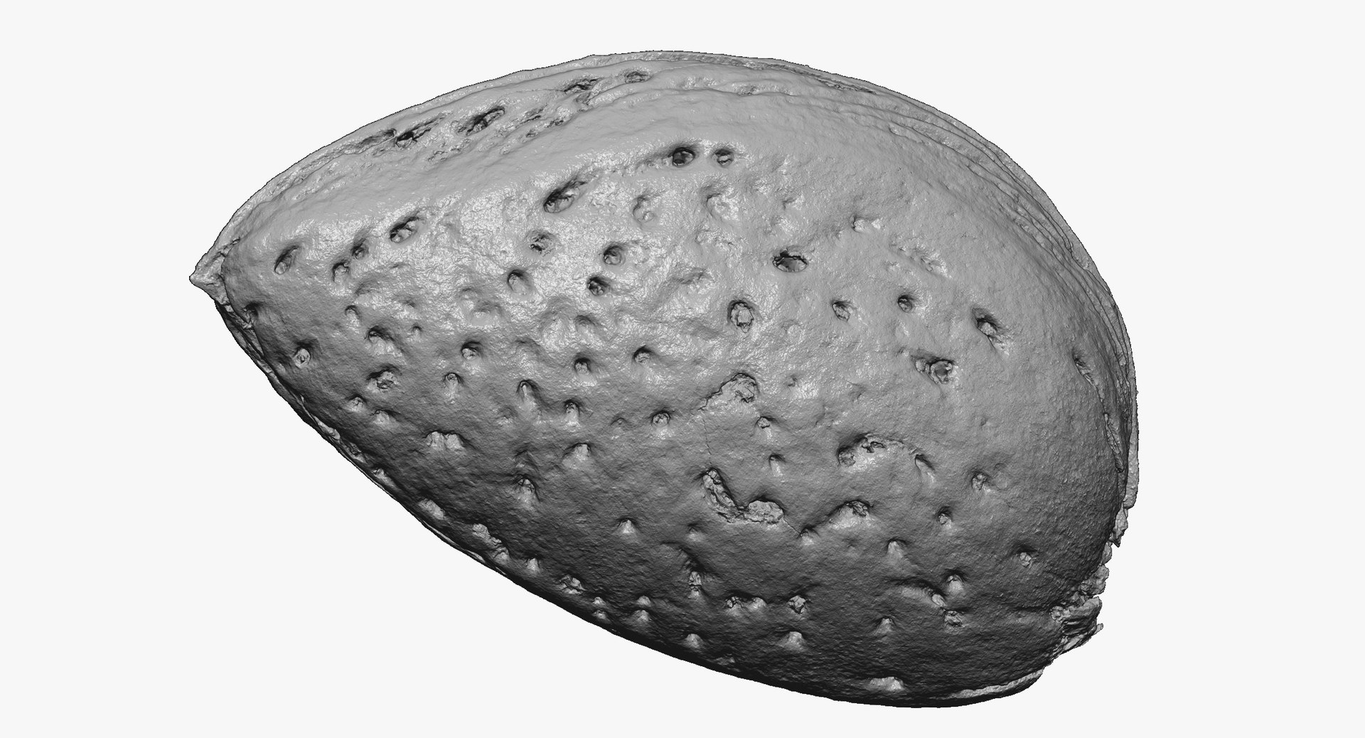 3D Model Almond Shell 01 Raw - TurboSquid 1530383