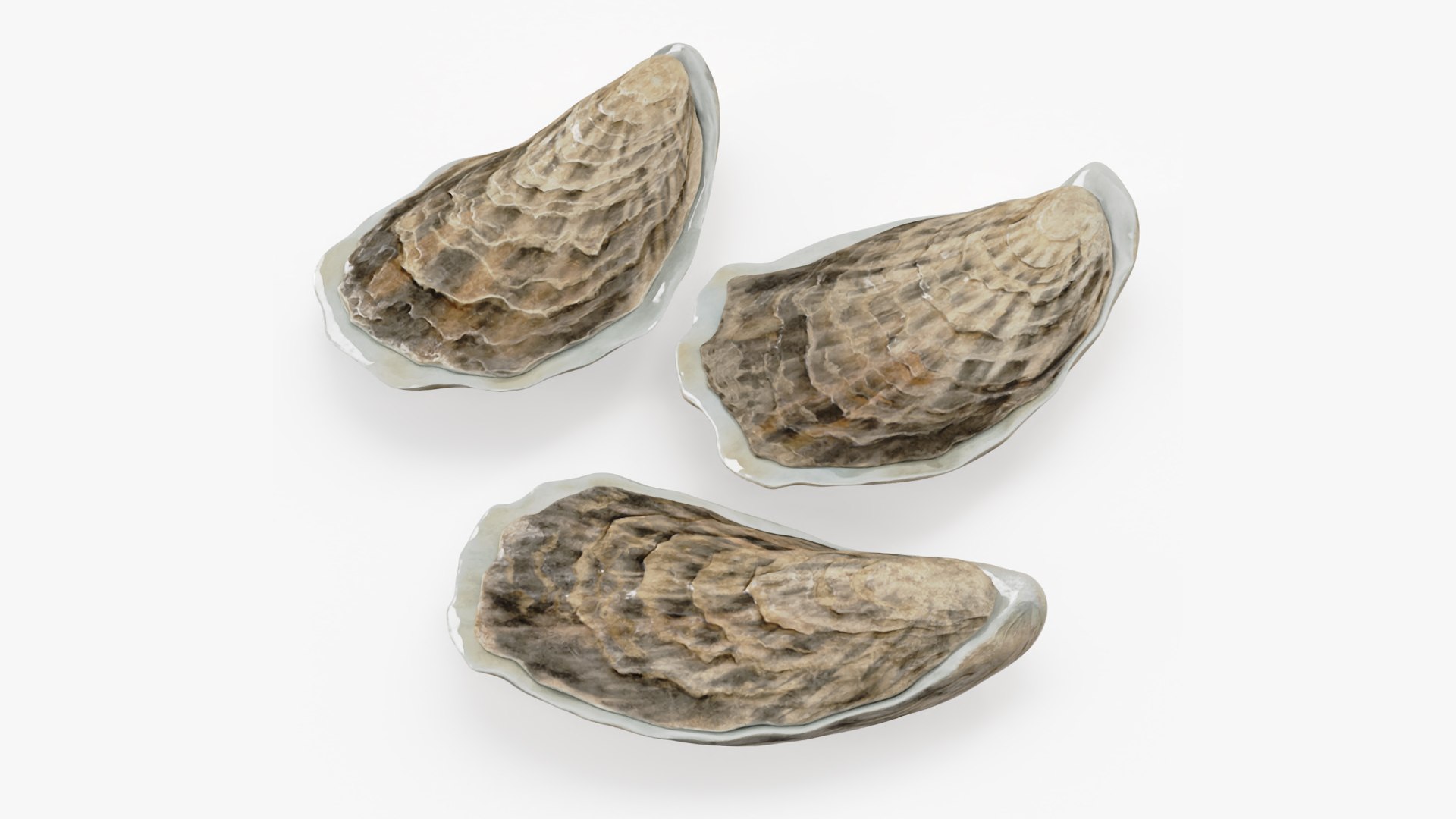 Three Closed Oysters 3D model preview