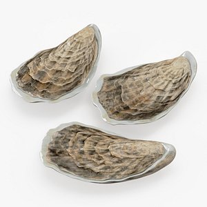 Three Closed Oysters