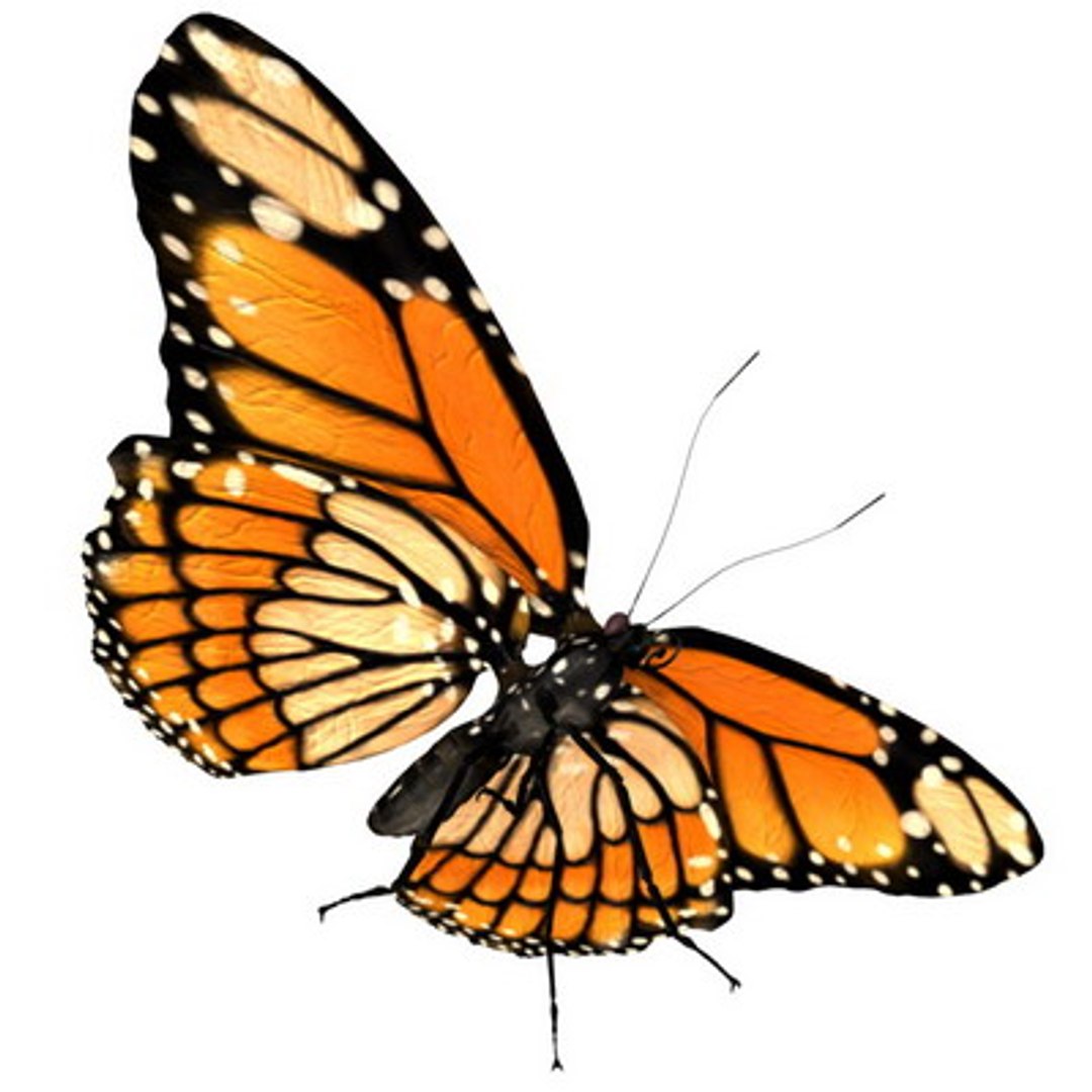 butterfly monarch fly 3d ma
