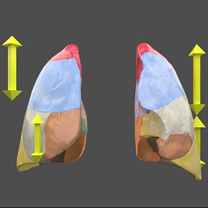 3D Lung Pulmonary segment anatomy model