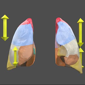 Lung Pulmonary segment anatomy