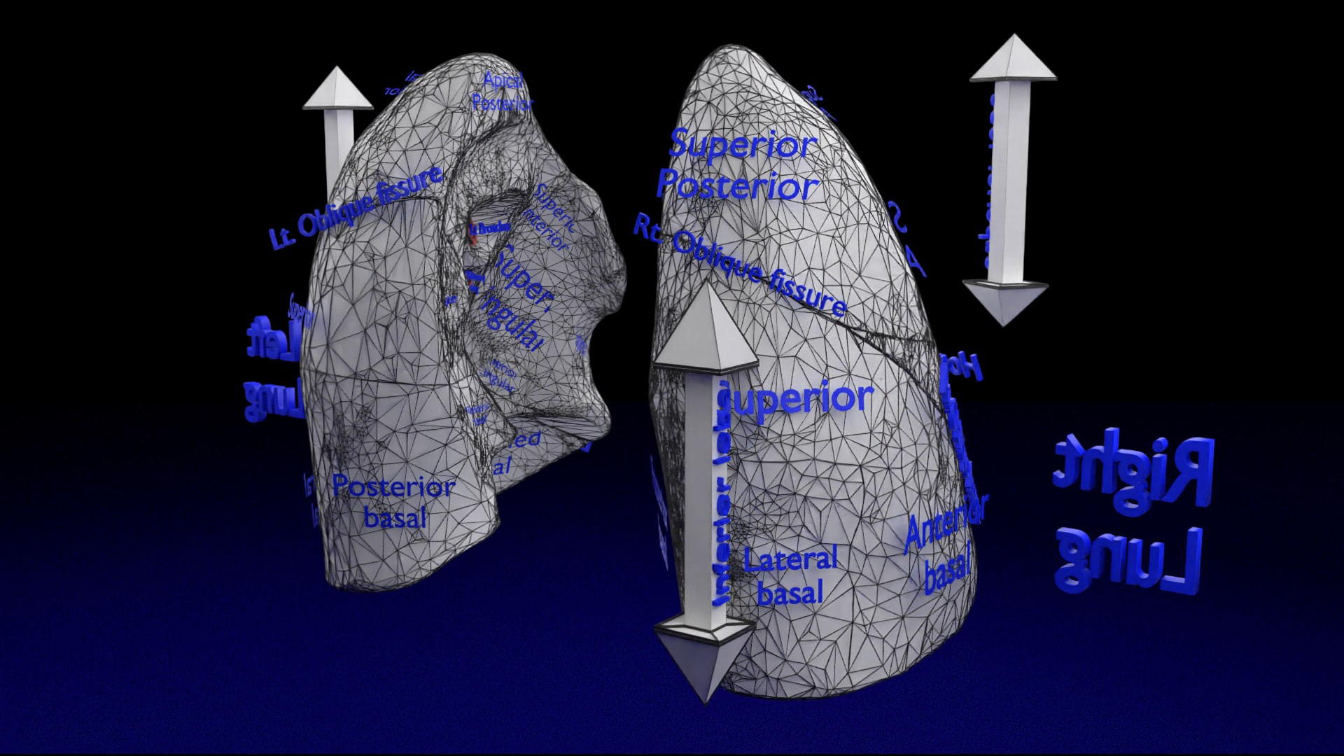 3D Lung Pulmonary segment anatomy model - TurboSquid 1899533