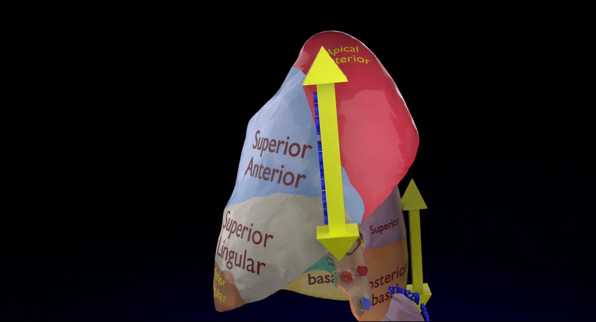 3D Lung Pulmonary segment anatomy model - TurboSquid 1899533