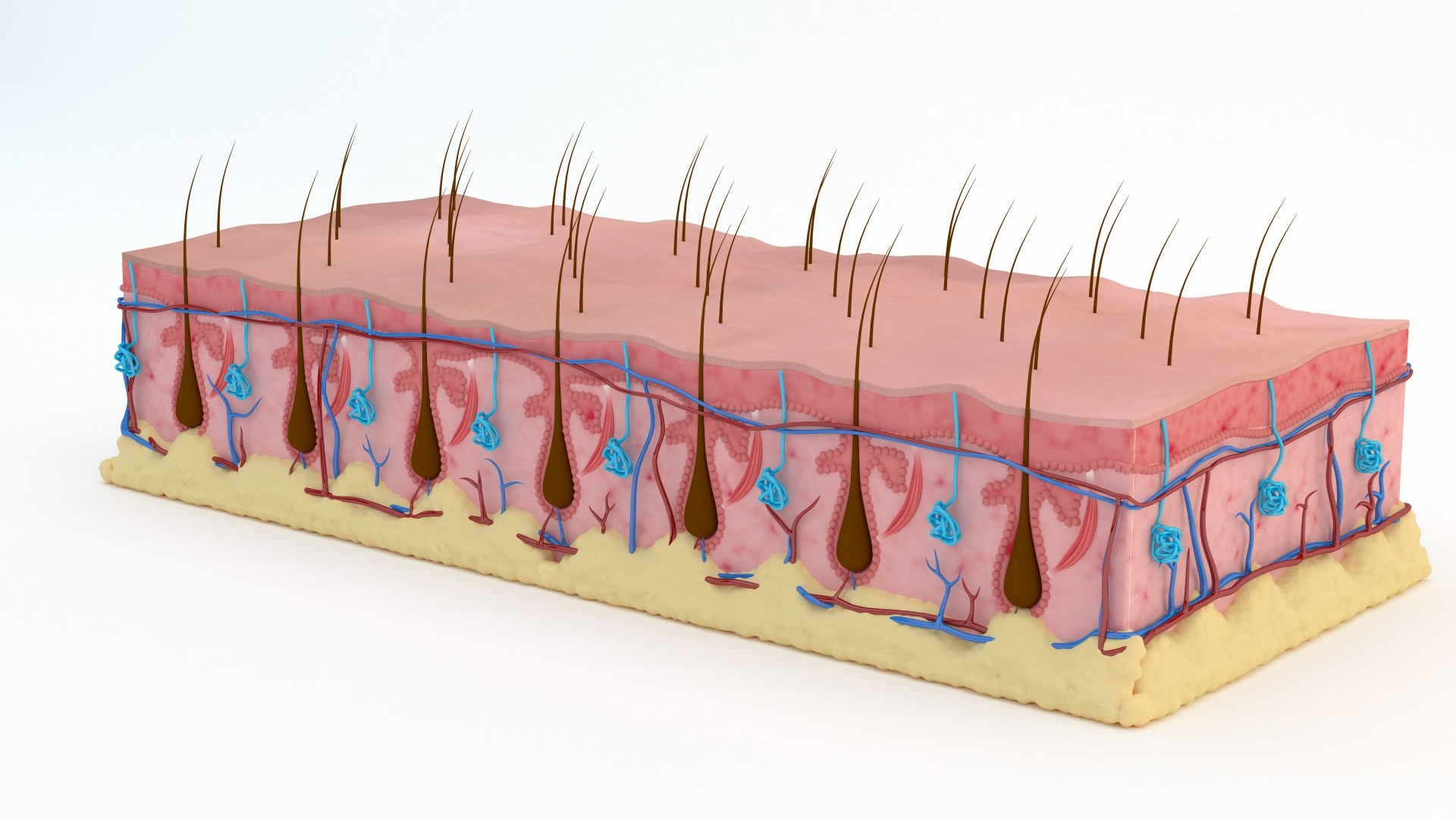 Skin section animated hair grow 3D https://p.turbosquid.com/ts-thumb/Gl/hAo5JR/5l/skinnimation_0260/jpg/1660832281/1920x1080/fit_q87/8e52ada6548f79b180ff2cc7ad6bee4679fad954/skinnimation_0260.jpg