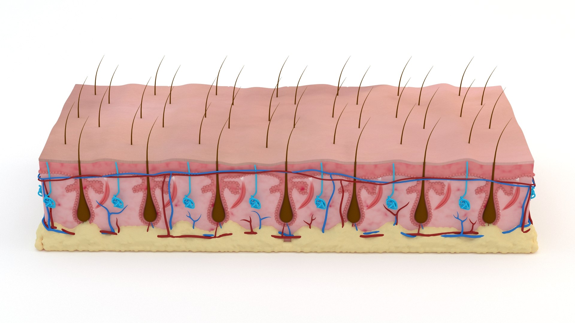 Skin section animated hair grow 3D https://p.turbosquid.com/ts-thumb/Gl/hAo5JR/9T/viewskin10802/jpg/1660834679/1920x1080/fit_q87/f221f04c88c3e67540bcd03c0cc18f7622df940a/viewskin10802.jpg