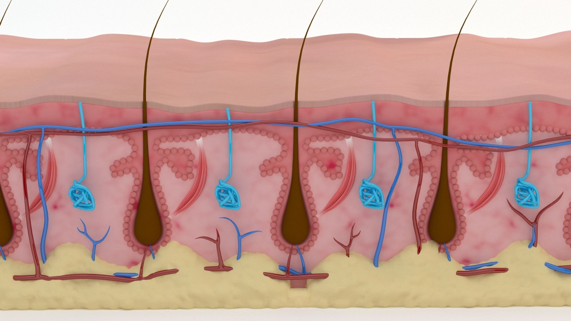 Skin section animated hair grow 3D https://p.turbosquid.com/ts-thumb/Gl/hAo5JR/Nx/viewskin03/jpg/1660832296/1920x1080/fit_q87/283cfcdb4ea9e87b87386fef6d9c48ba6ed21d71/viewskin03.jpg