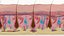Skin section animated hair grow