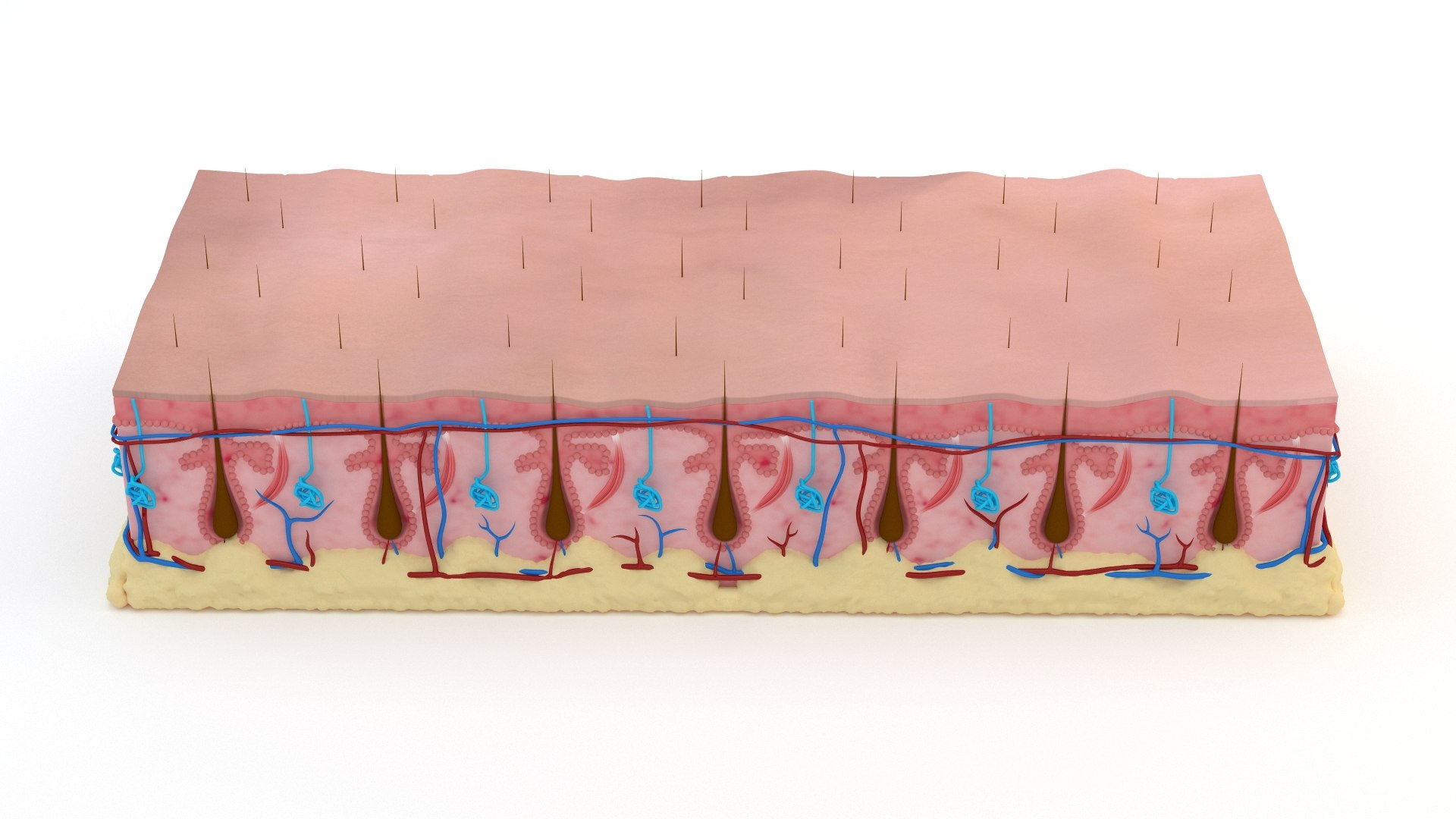 Skin section animated hair grow 3D https://p.turbosquid.com/ts-thumb/Gl/hAo5JR/sP/viewskin1080/jpg/1660834679/1920x1080/fit_q87/7ef950e72147757735295ca926d6e741b7a7f1cc/viewskin1080.jpg