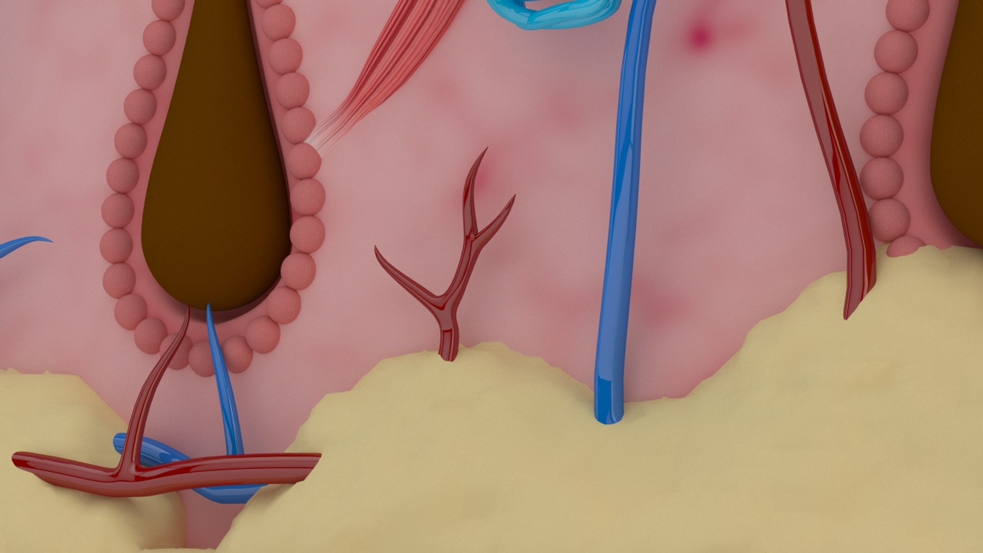 Skin section animated hair grow 3D https://p.turbosquid.com/ts-thumb/Gl/hAo5JR/t1/viewskin05/jpg/1660832296/1920x1080/fit_q87/0fe2404f8b8196ccc0973e4ae0e025c849629f82/viewskin05.jpg