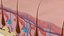 Skin section animated hair grow
