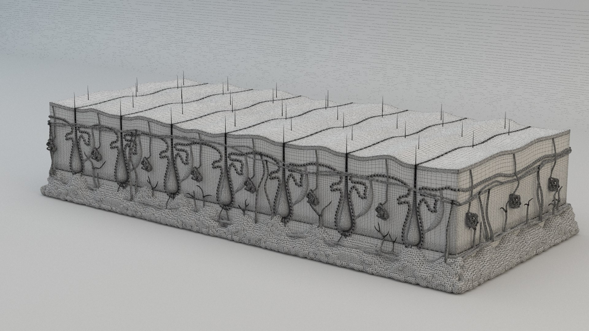 Skin section animated hair grow 3D https://p.turbosquid.com/ts-thumb/Gl/hAo5JR/yM/viewskin09/jpg/1660832313/1920x1080/fit_q87/7e510ddf0517ed4486727abf4c4ef3895c4c8fa3/viewskin09.jpg