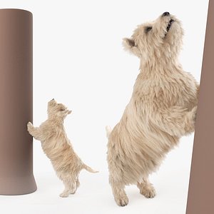 West Highland Terrier Chasing Fur Animated Rigged For Maya 3D
