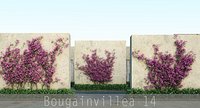 Bougainvillea 14