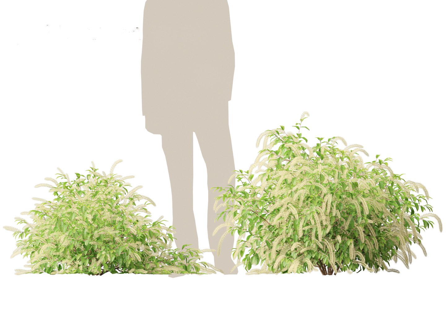 3D Itea virginica - Virginia sweetspire - TurboSquid 2154505