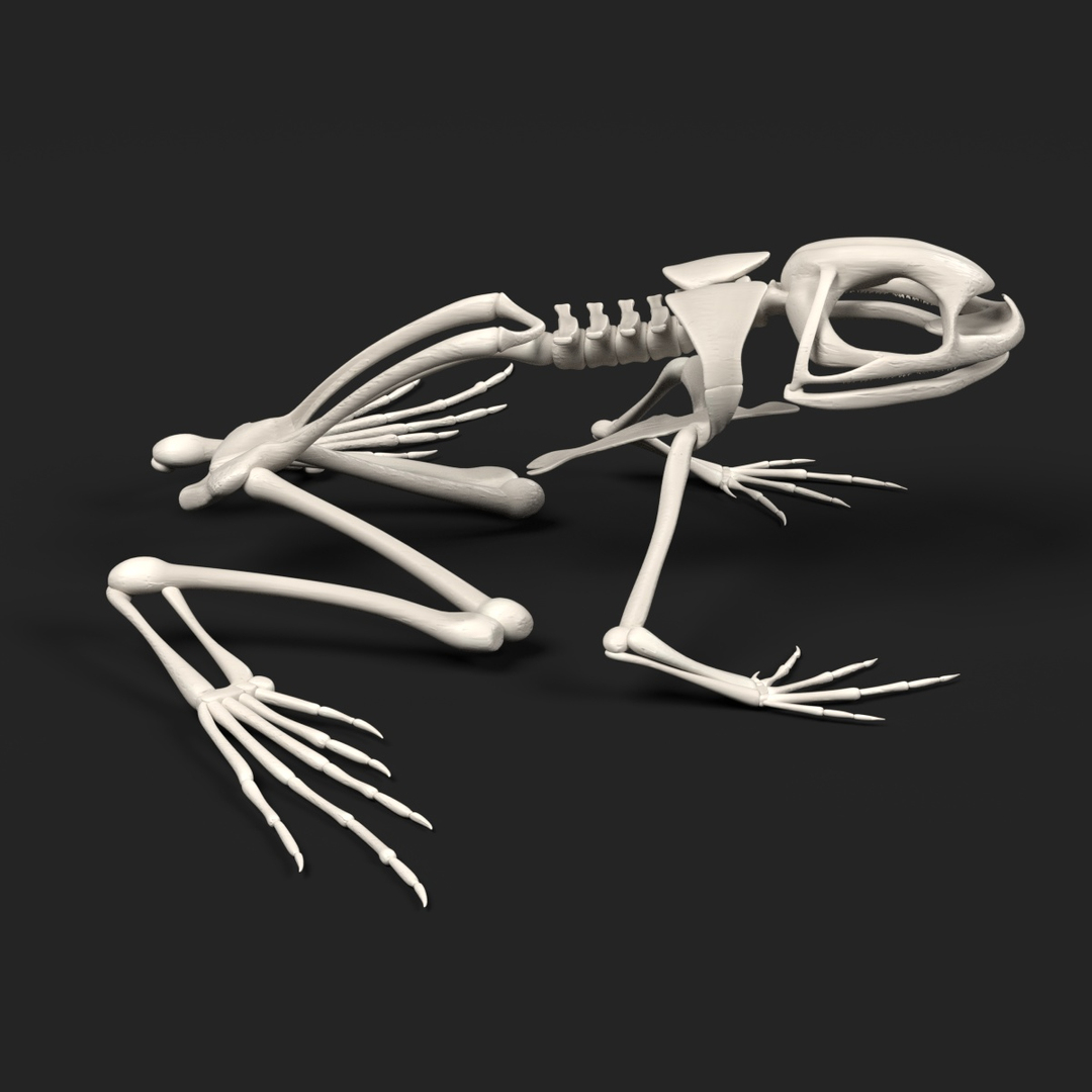 toad skeleton 3d model