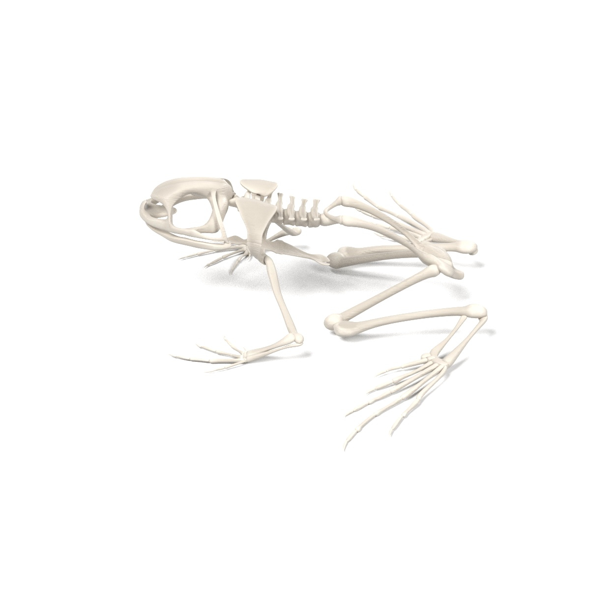 toad skeleton 3d model