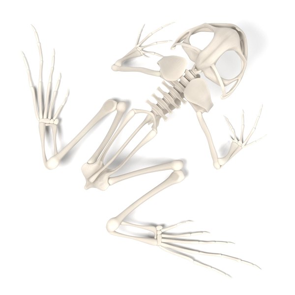 toad skeleton 3d model