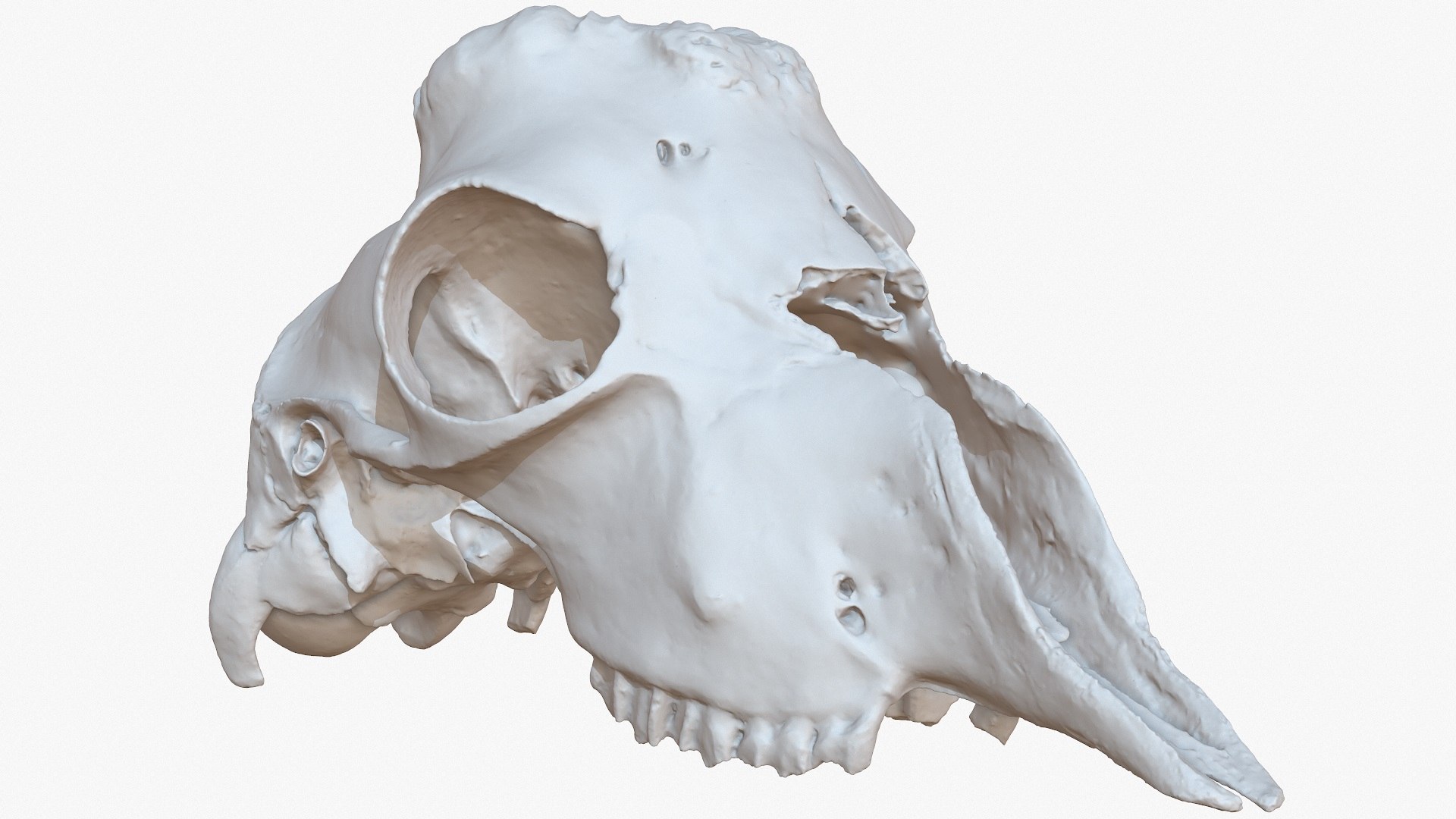 3D goat skull 1m raw - TurboSquid 1191391