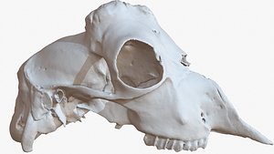 Goat Skull 1M Raw Scan