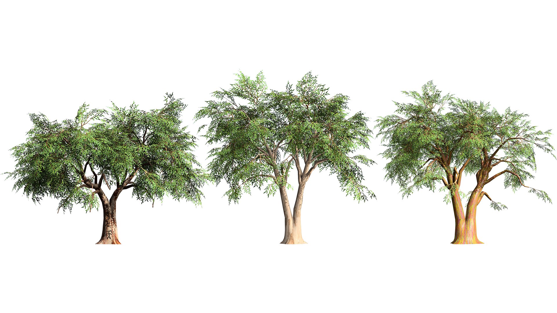 High-Detail Eucalyptus Tree 3D Asset 3D model https://p.turbosquid.com/ts-thumb/Gm/BZPO8i/3X/artcover01/jpg/1736808061/1920x1080/fit_q87/64f39c7aebc81301aaa79c167996198e2c5295da/artcover01.jpg
