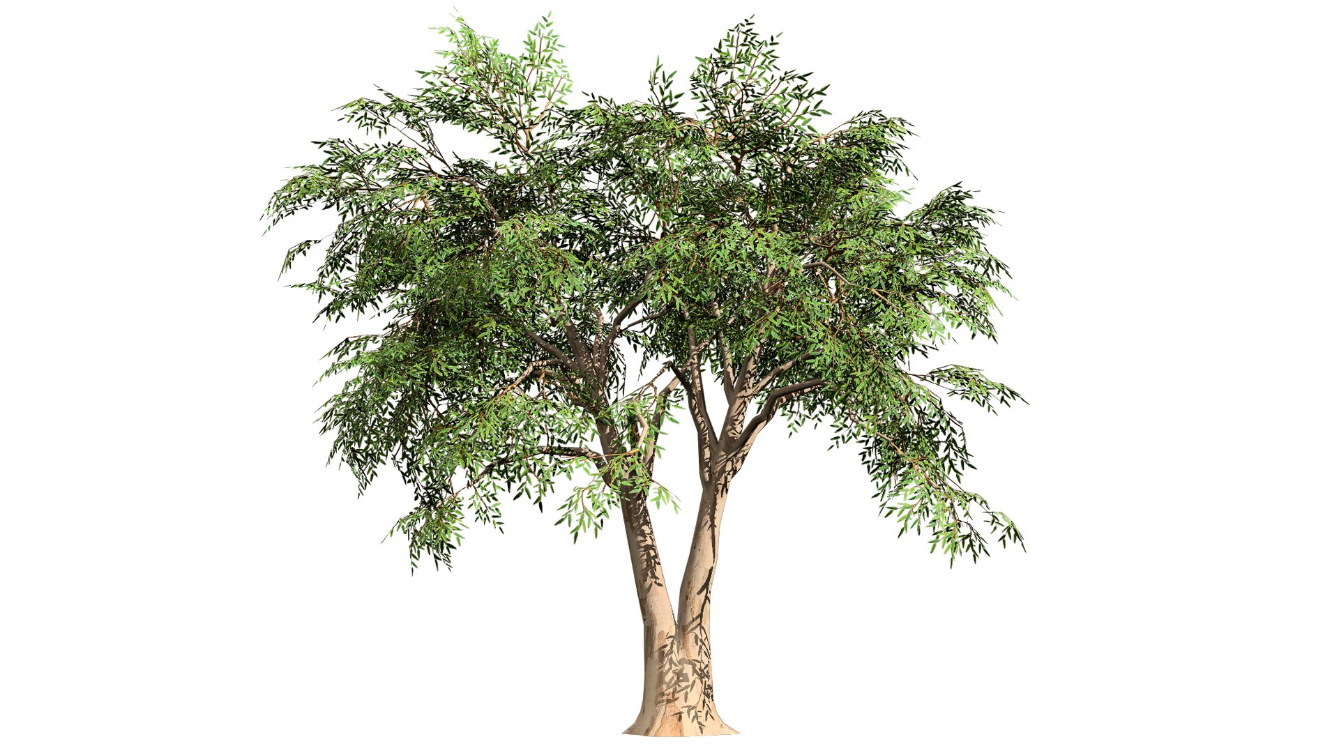 High-Detail Eucalyptus Tree 3D Asset 3D model https://p.turbosquid.com/ts-thumb/Gm/BZPO8i/5m/eucalyptus102l/jpg/1736808070/1920x1080/fit_q87/8397a609e3b508b6f17405cdeb4849d0030cd3a6/eucalyptus102l.jpg
