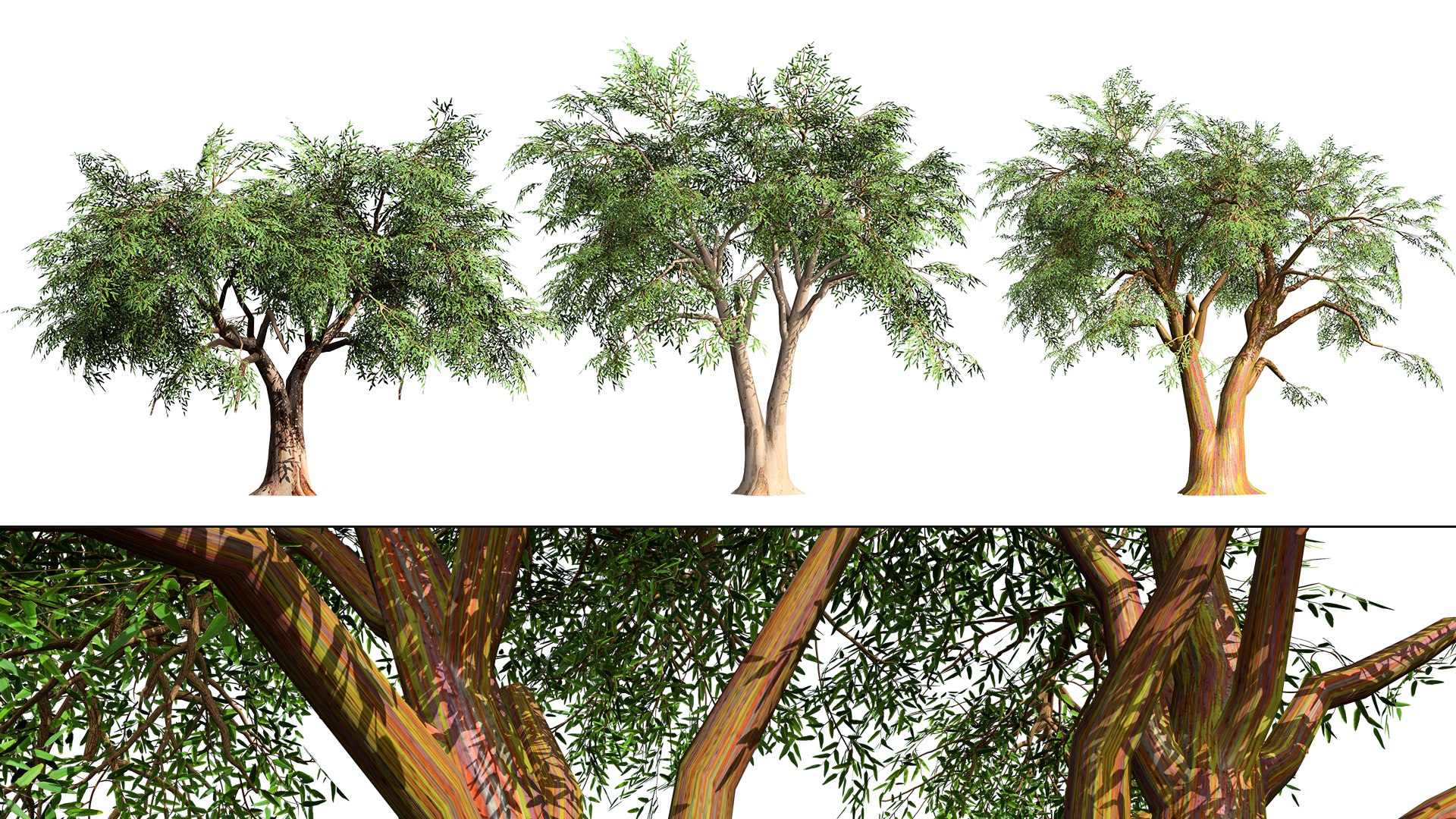 High-Detail Eucalyptus Tree 3D Asset 3D model https://p.turbosquid.com/ts-thumb/Gm/BZPO8i/8U/zartcover00/jpg/1736808092/1920x1080/fit_q87/4798257fdbfcc8414e47dffa02d4030eb4c85468/zartcover00.jpg