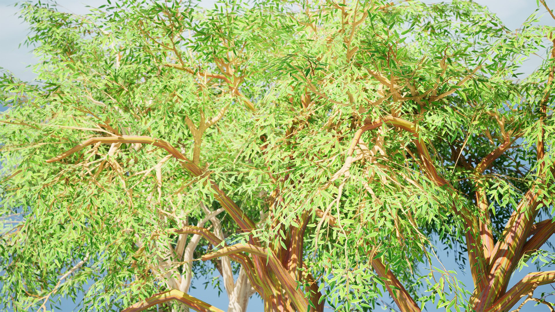 High-Detail Eucalyptus Tree 3D Asset 3D model https://p.turbosquid.com/ts-thumb/Gm/BZPO8i/FZ/highresscreenshot00002/jpg/1736808085/1920x1080/fit_q87/32f38e882ead83607db468fb5f9591298a5bfb71/highresscreenshot00002.jpg