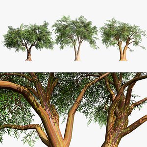High-Detail Eucalyptus Tree 3D Asset