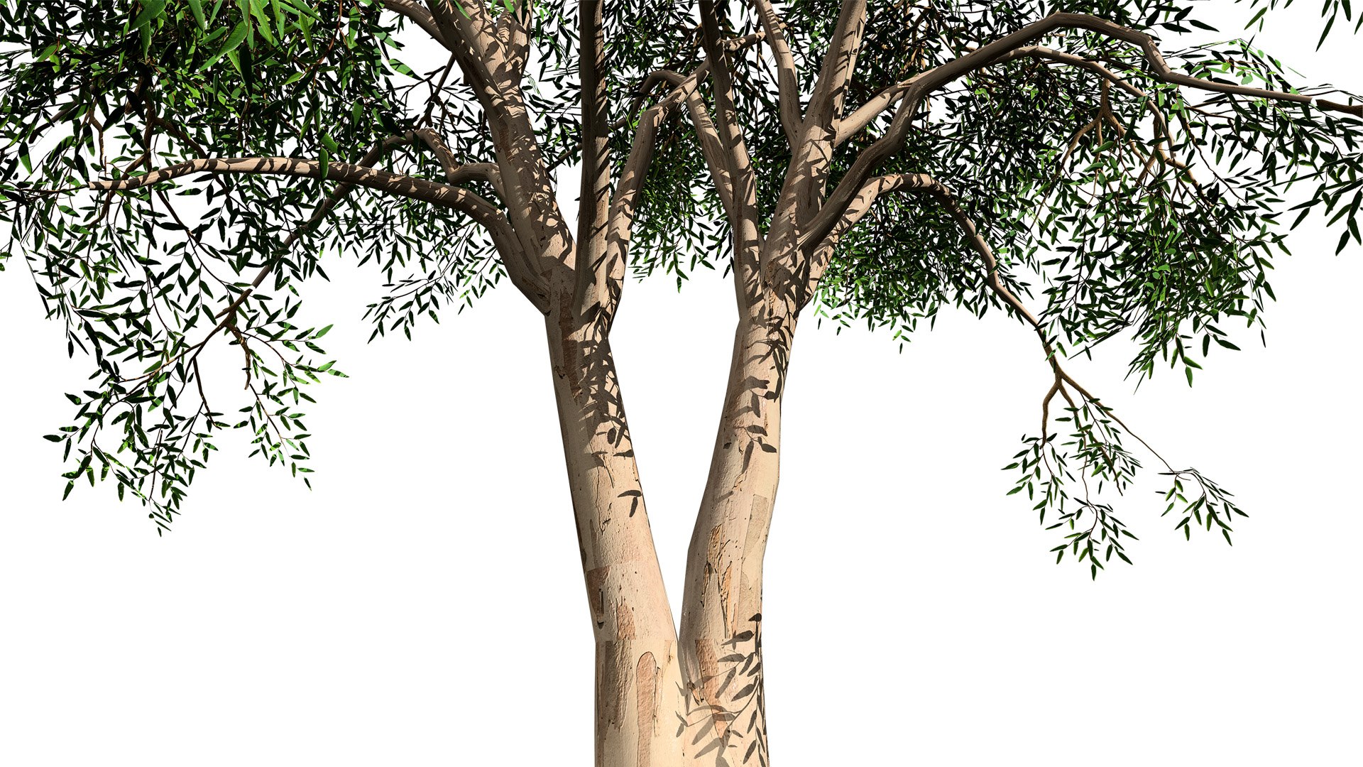High-Detail Eucalyptus Tree 3D Asset 3D model https://p.turbosquid.com/ts-thumb/Gm/BZPO8i/nz/eucalyptus1z1l/jpg/1736808072/1920x1080/fit_q87/77e3ddf69bab6975a64a7114d56d36b3aa9586b1/eucalyptus1z1l.jpg