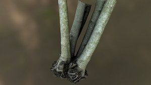 fig tree environment 3D