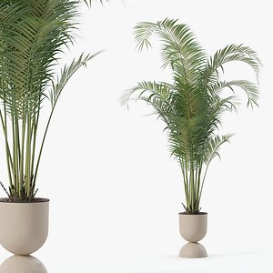 Areca palm in modern flower pot 3D model