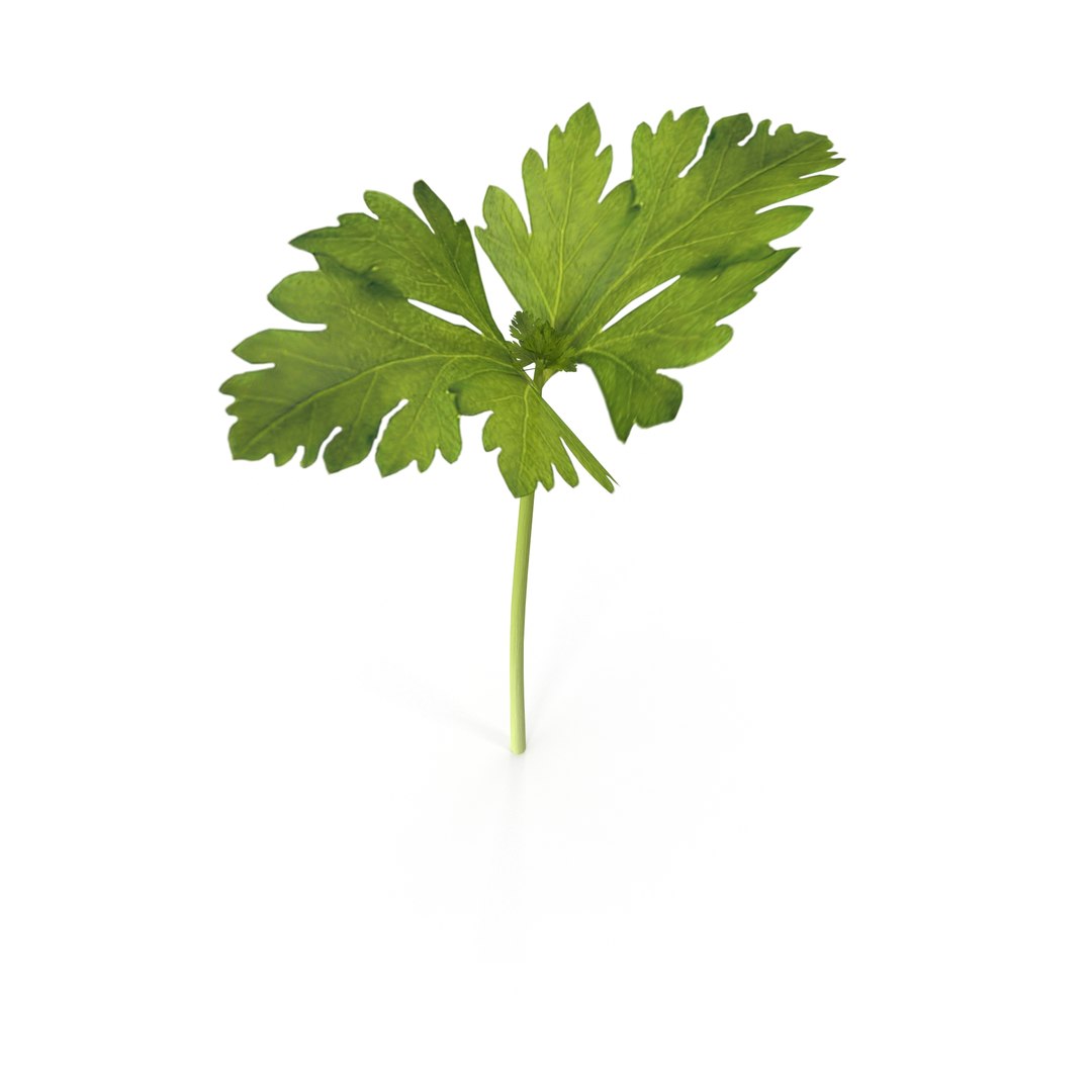 3D model celery sprout salad - TurboSquid 1536380