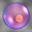 ovum