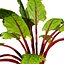 逼真的 3D 甜菜植物模型