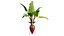 逼真的 3D 甜菜植物模型