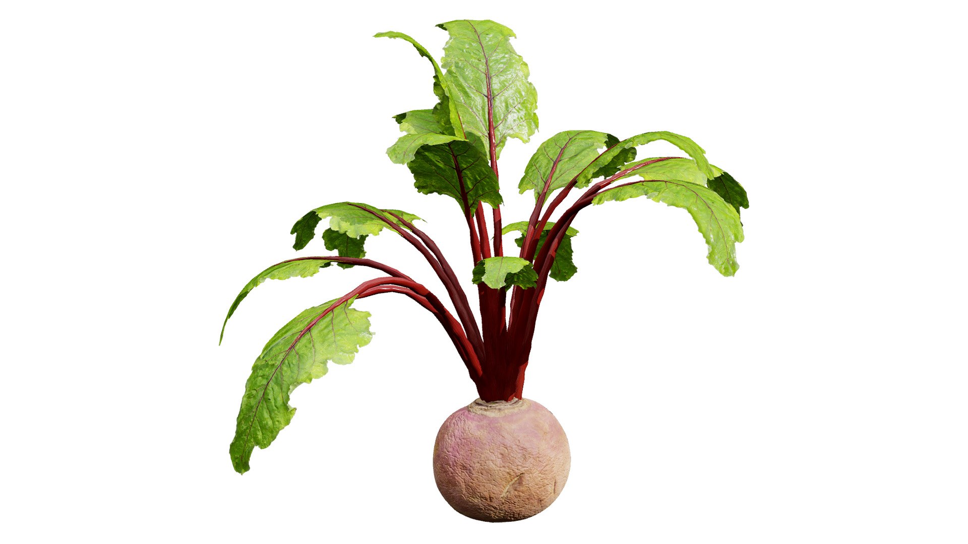 Realistic 3D Beet Plant Model model https://p.turbosquid.com/ts-thumb/Gm/VE3TC2/rZ/beetplantplant_02z1l/jpg/1738930682/1920x1080/fit_q87/5fea7999db2eb0efc6ce87190213fe6fbaa6f1db/beetplantplant_02z1l.jpg