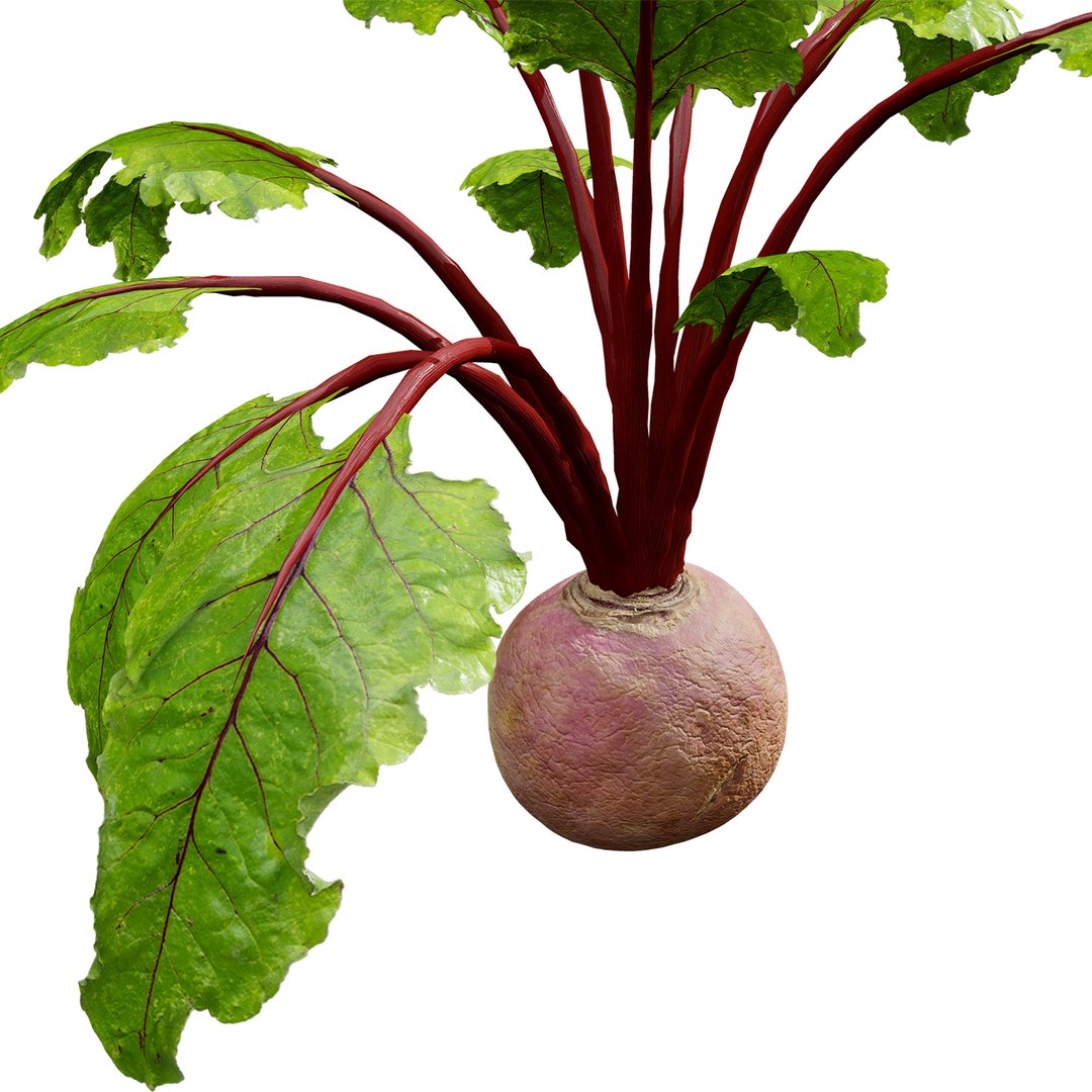 Realistic 3D Beet Plant Model model https://p.turbosquid.com/ts-thumb/Gm/VE3TC2/zp/beetplantplant_02z9/jpg/1738930683/1920x1080/fit_q87/6c3cce028ee72de77b514ad7d7e62da85ef931c6/beetplantplant_02z9.jpg
