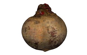 beet scan 3D model