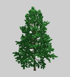 3D forest - white pine