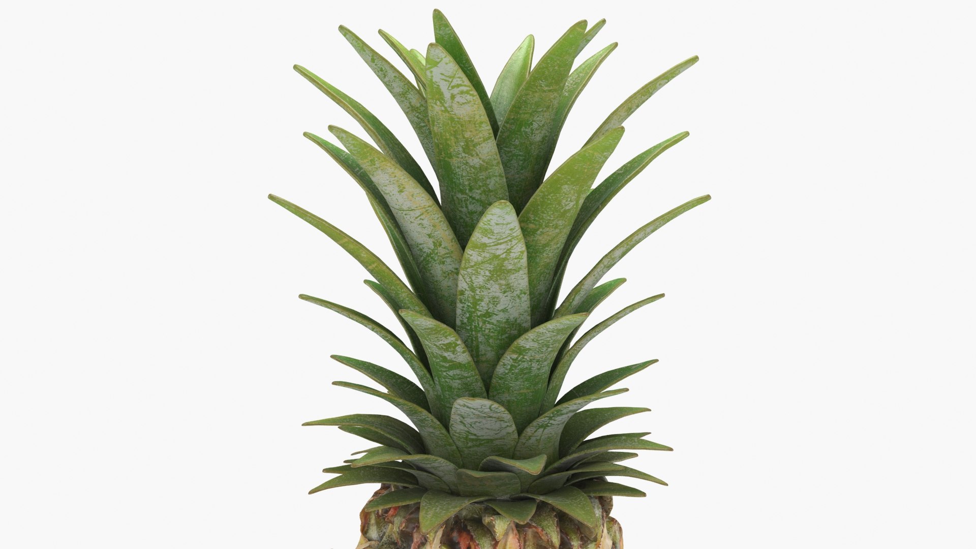 3D Whole Pineapple https://p.turbosquid.com/ts-thumb/Gm/xsoIYr/4Y/pineapplepw_b0010/jpg/1687445520/1920x1080/fit_q87/70ba9b30d75ef2e8c96fe102c16743031109816d/pineapplepw_b0010.jpg